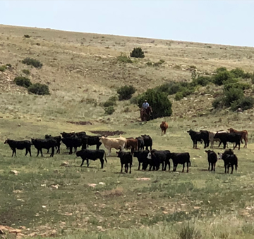 Reeder Cattle