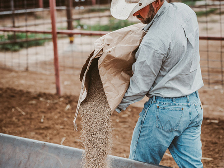 Reeder Cattle