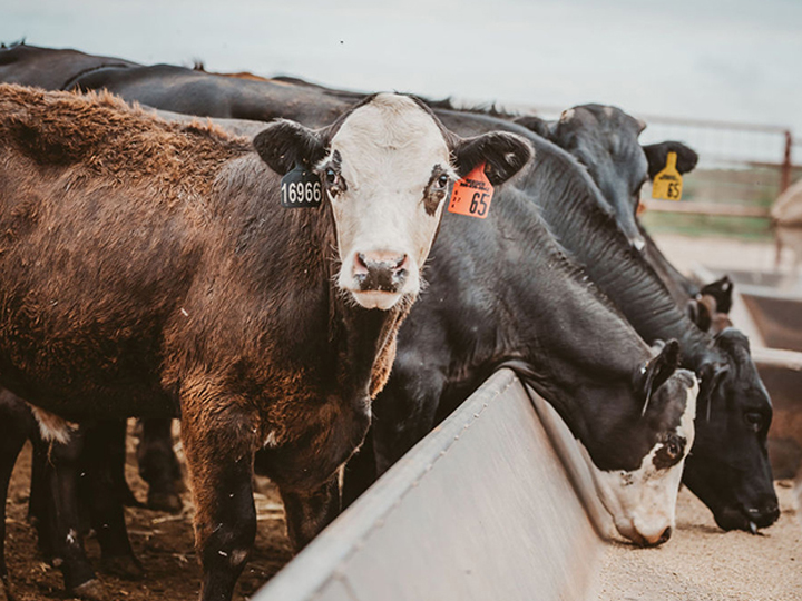 Reeder Cattle