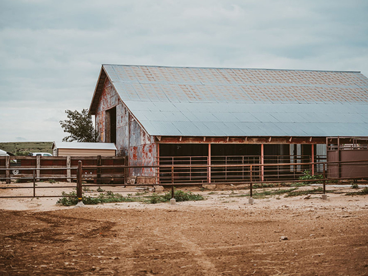 Reeder Cattle