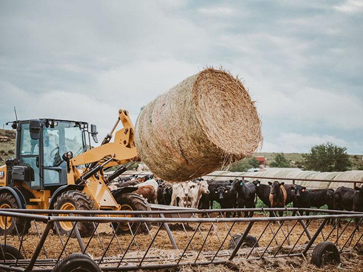 Reeder Cattle