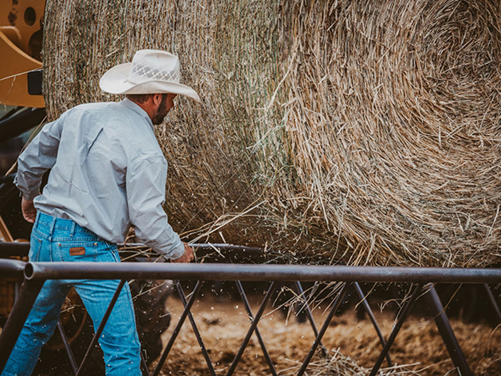 Reeder Cattle