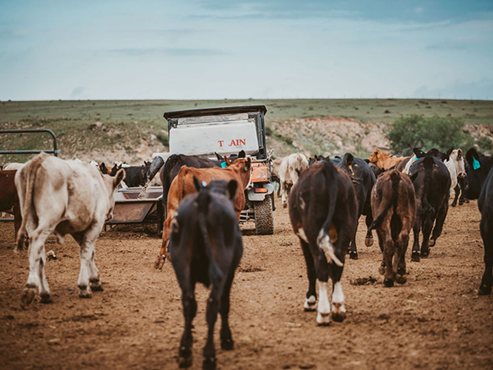 Reeder Cattle