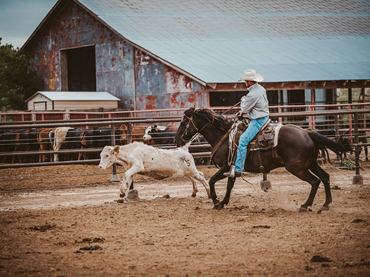 Reeder Cattle