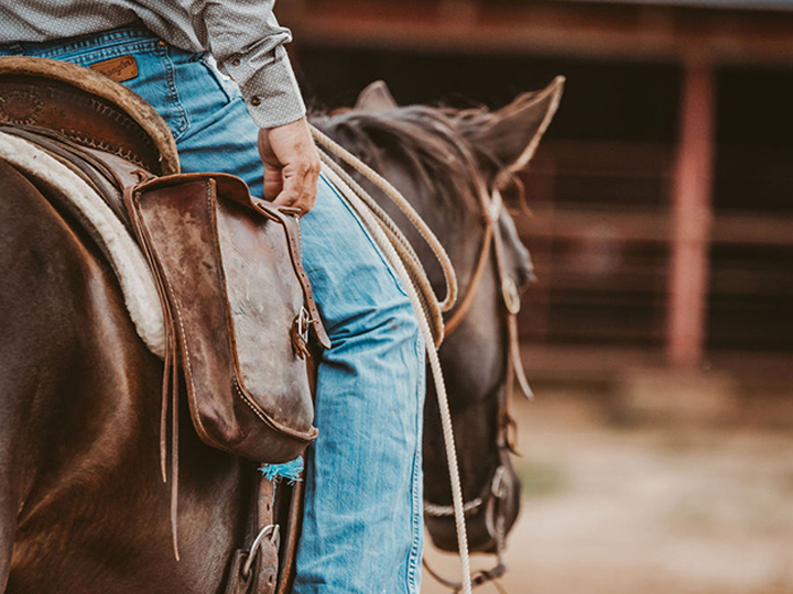 Reeder Cattle