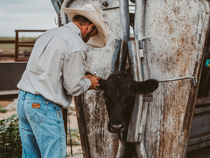 Reeder Cattle