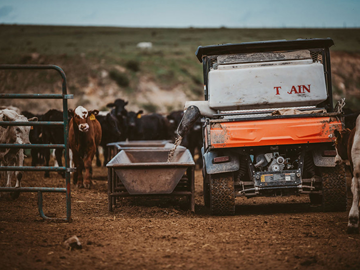 Reeder Cattle