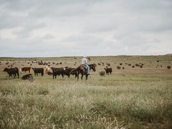 Reeder Cattle