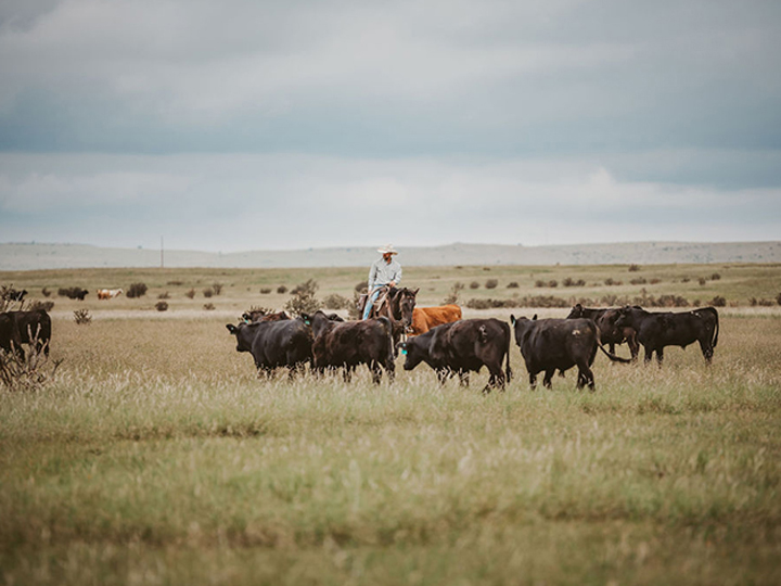 Reeder Cattle