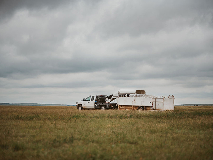 Reeder Cattle