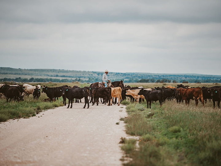 Reeder Cattle