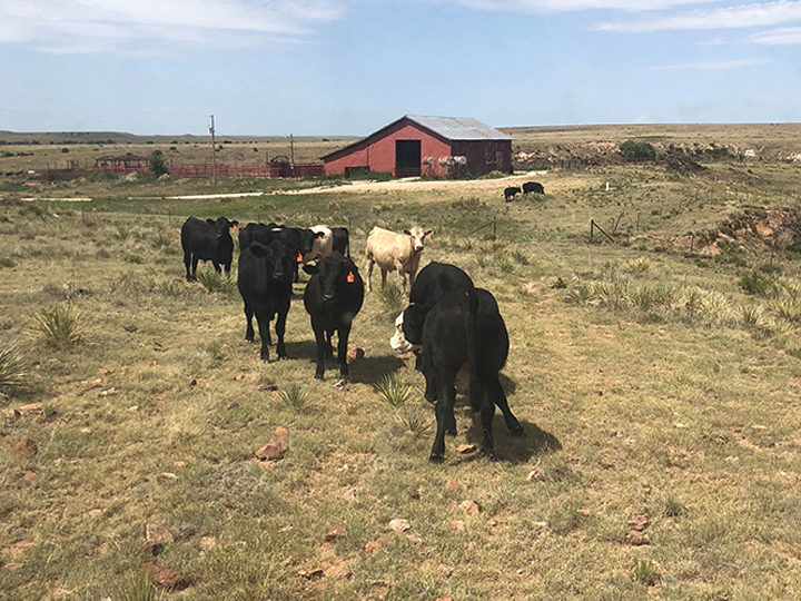 Reeder Cattle