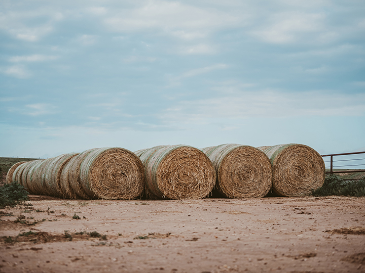 Reeder Cattle