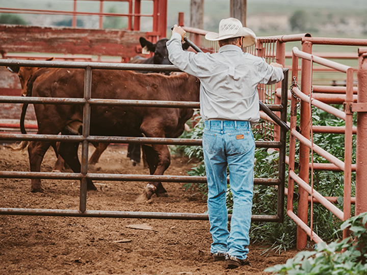 Reeder Cattle