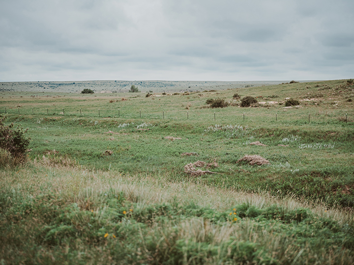 Reeder Cattle