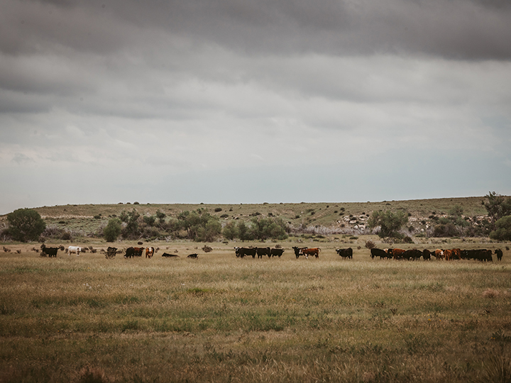 Reeder Cattle