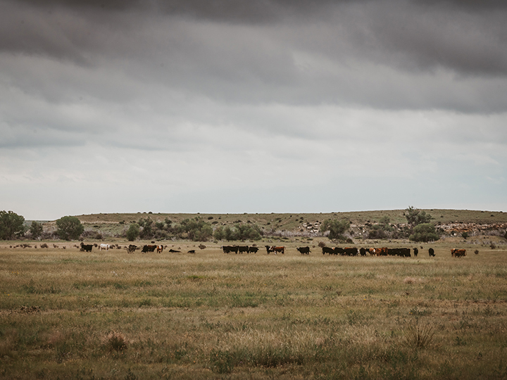 Reeder Cattle