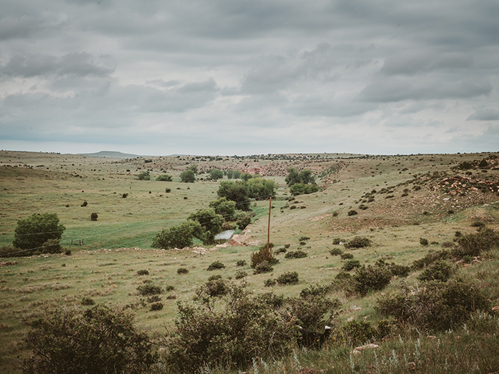 Reeder Cattle