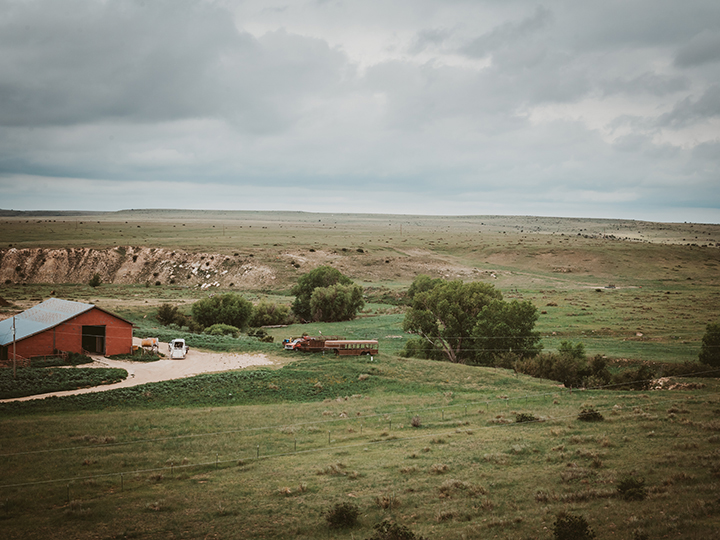 Reeder Cattle