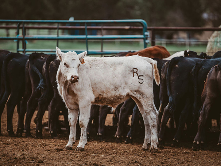 Reeder Cattle